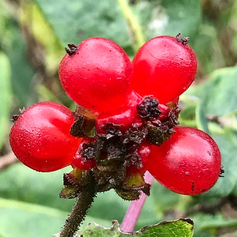 Cluster of bright red berries.
