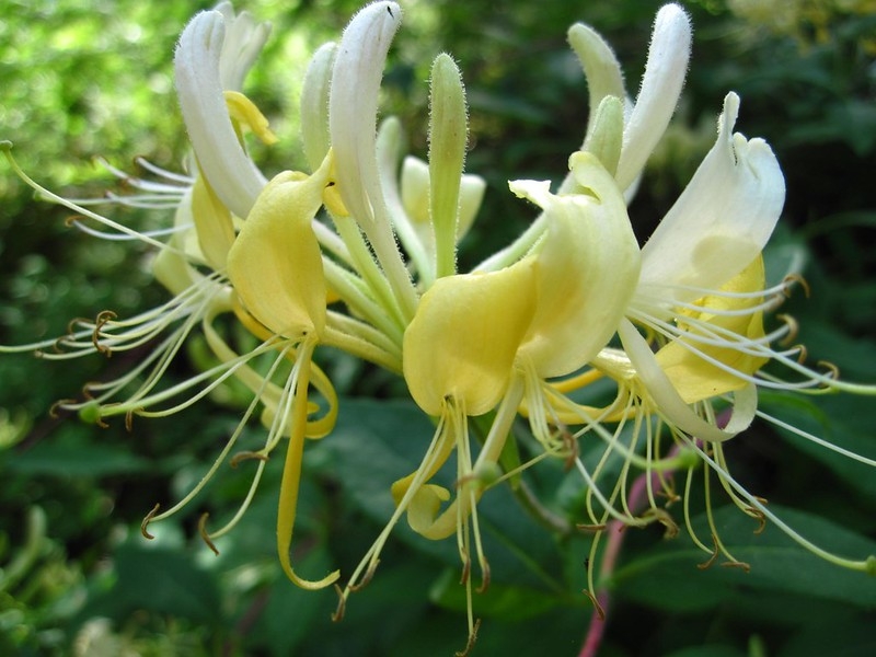 Cluster of ivory and yellow, 2-lipped, tubular flowers.