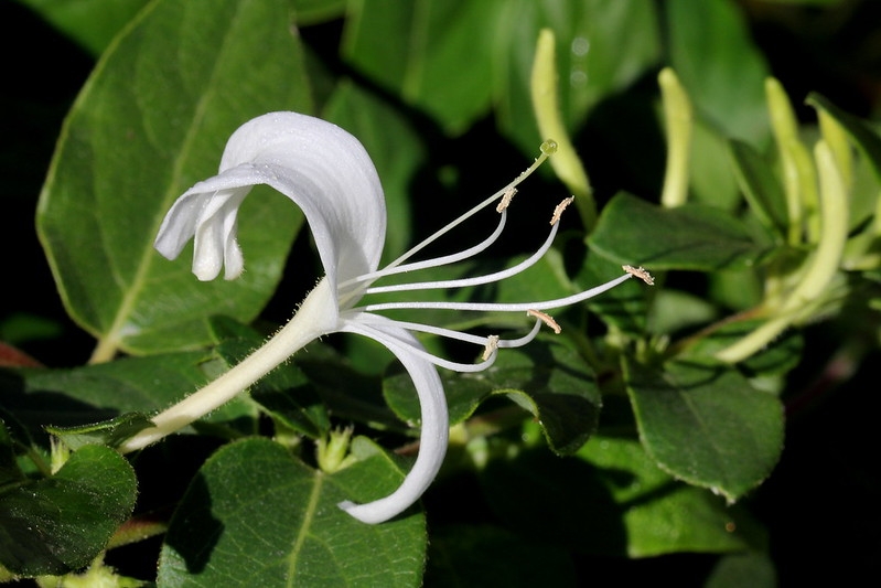 Single, 2-lipped, tubular flower with exserted stamens