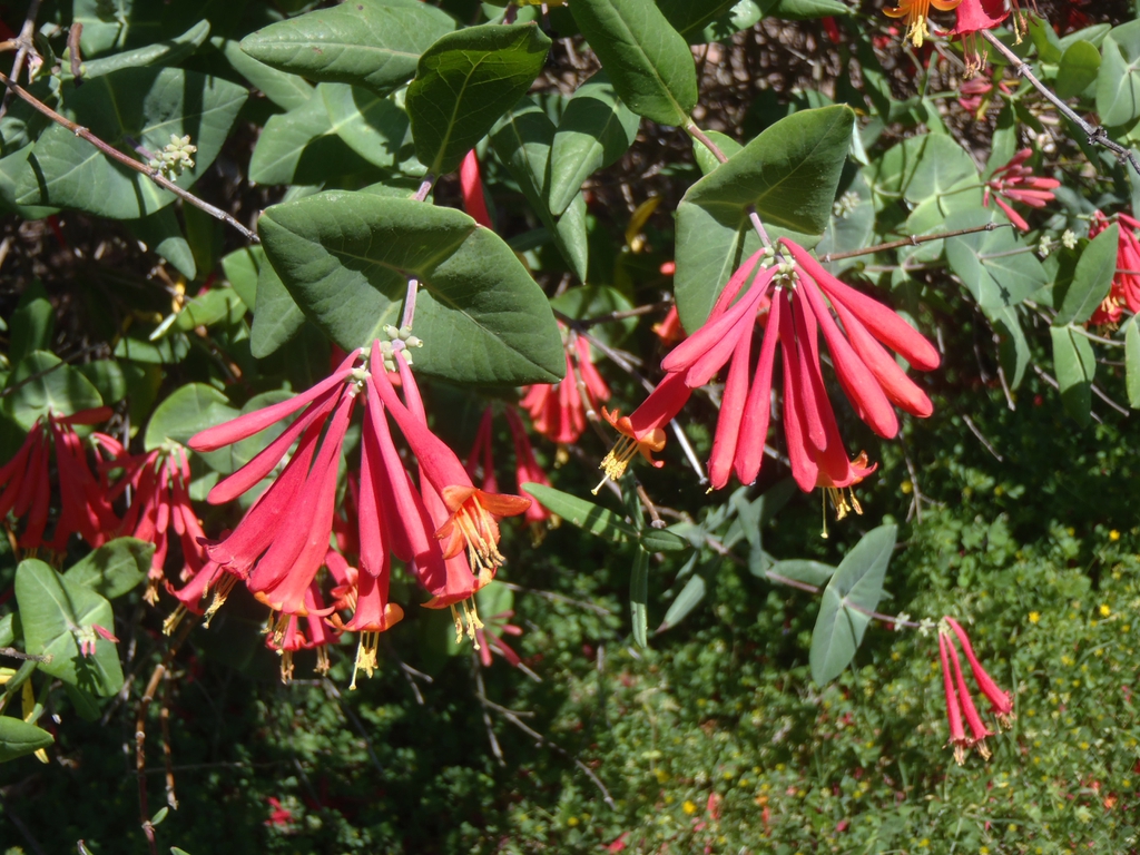 Masses of red, trumpet-shaped flowers with yellow stamens.
