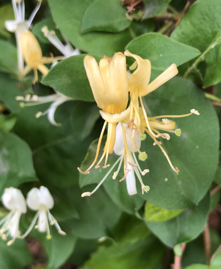 Flowers (in axillary pairs) turning yellow as they age