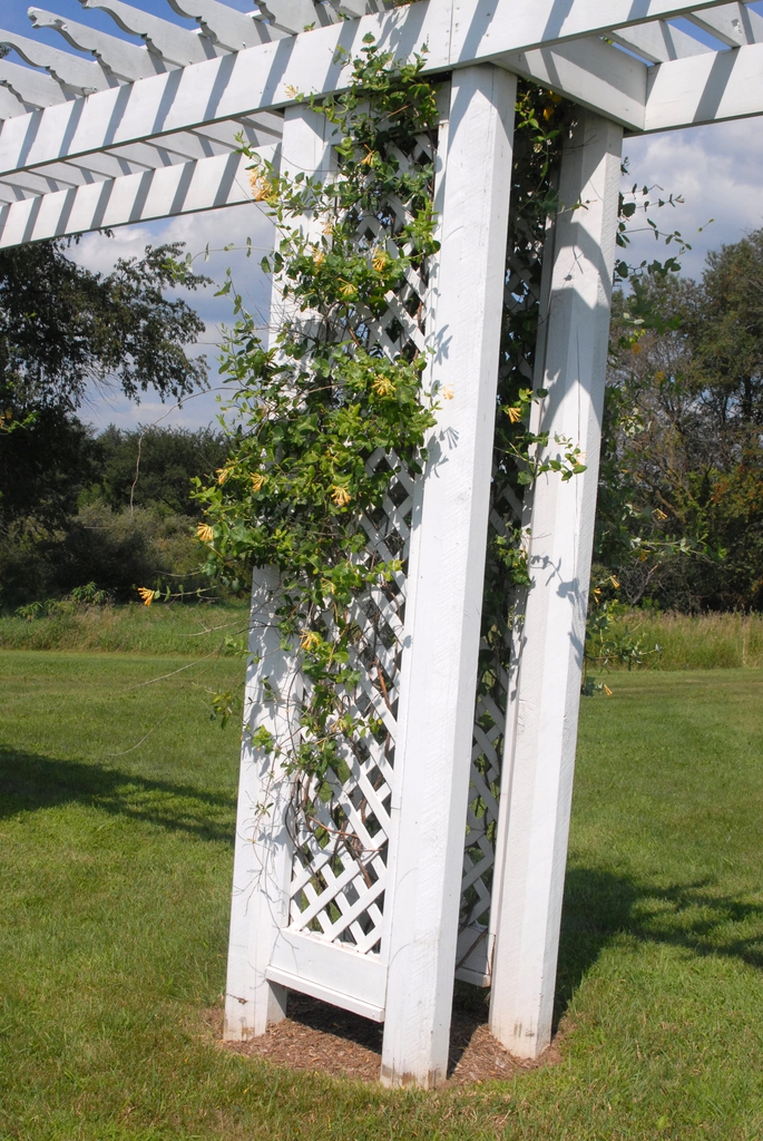 Yellow tubular flowers on a vine growing on a lattice trellis