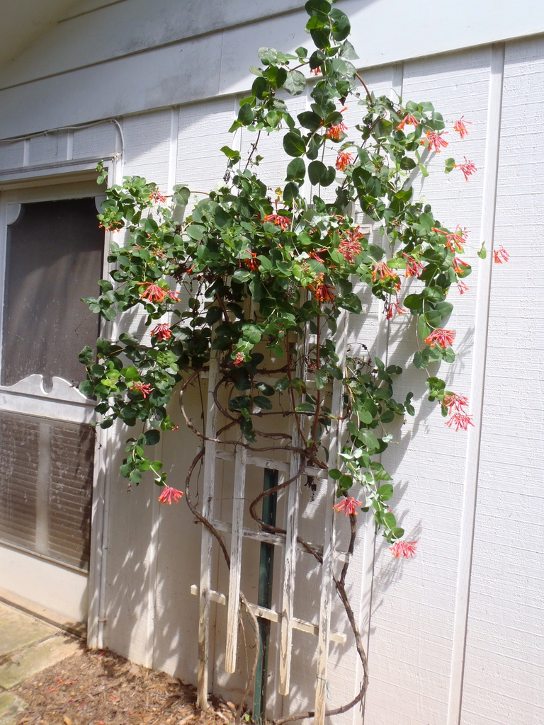 Vine with reddish orange tubular flowers on a trellis.