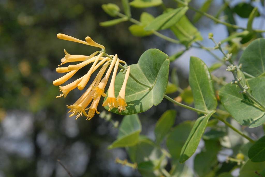 Cluster of yellow, tubular flowers.