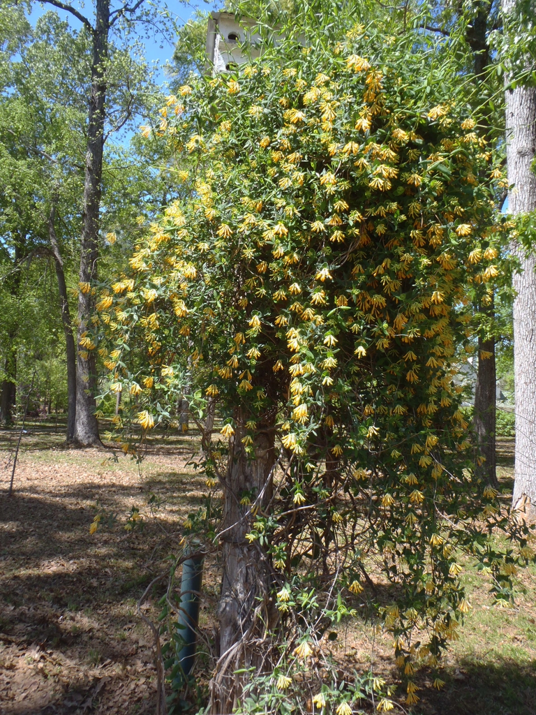 Vine with yellow tubular flowers on a trellis