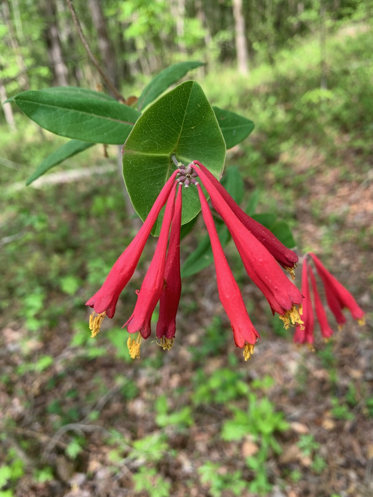 Masses of red, trumpet-shaped flowers with yellow stamens.
