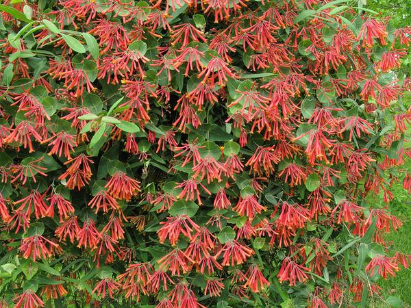 Masses of red, trumpet-shaped flowers.