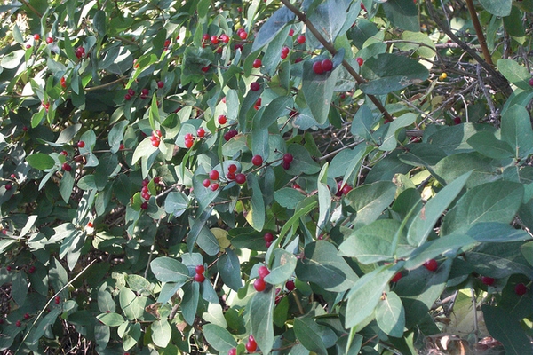 Shrub bearing small red berries in axils of opposite leaves.