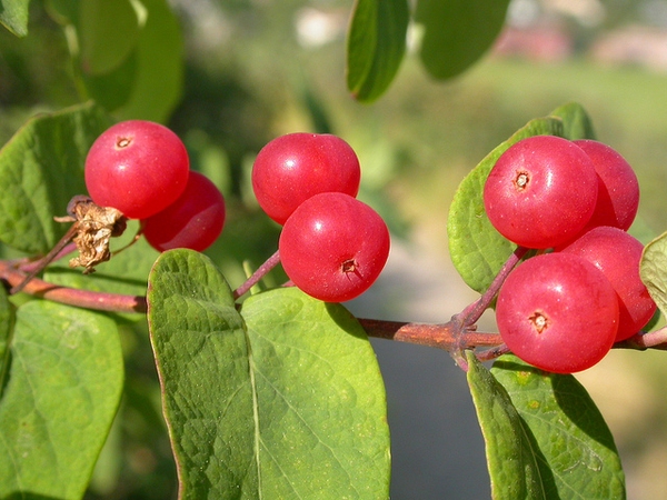 Small red berries in axils of opposite leaves.
