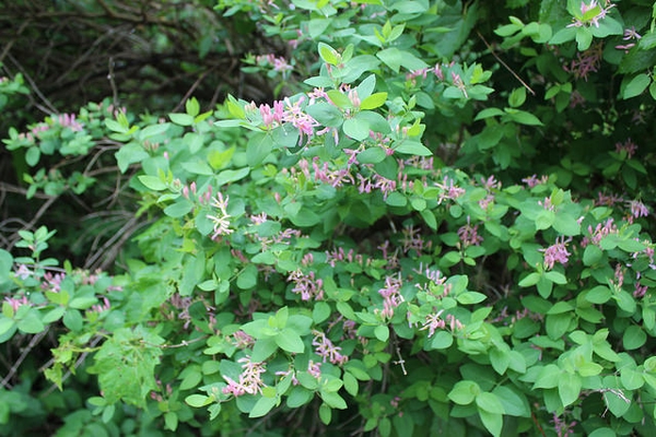 Shrub bearing pale pink flowers with deeply lobed corollas.