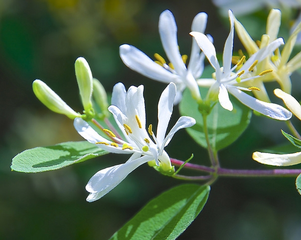 Shoot bearing white flowers with deeply lobed corollas.