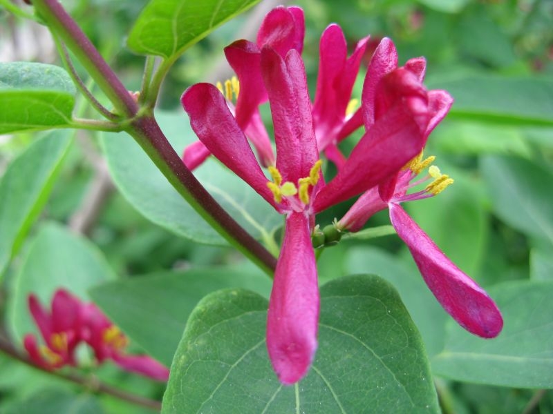 Pinkish red tubular flowers with deep corolla lobes.