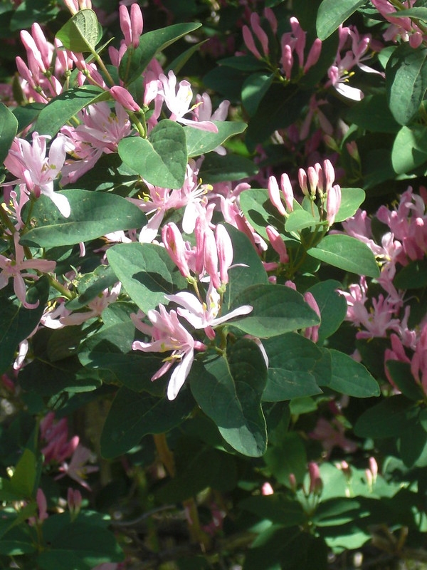 Pink tubular flowers with deep corolla lobes.