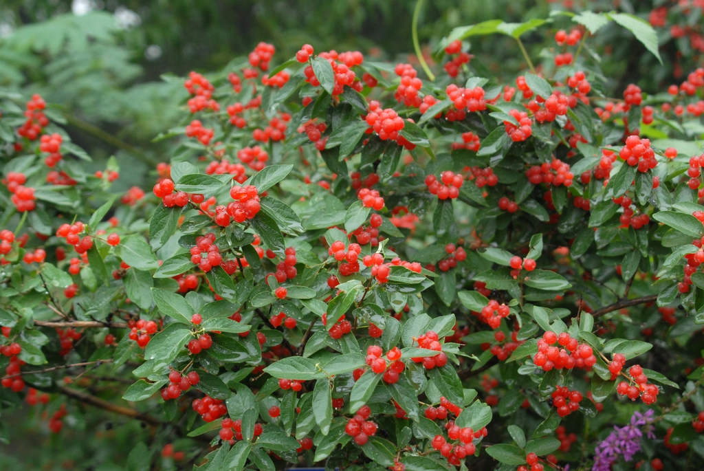 Shrub bearing small red berries in axils of opposite leaves.