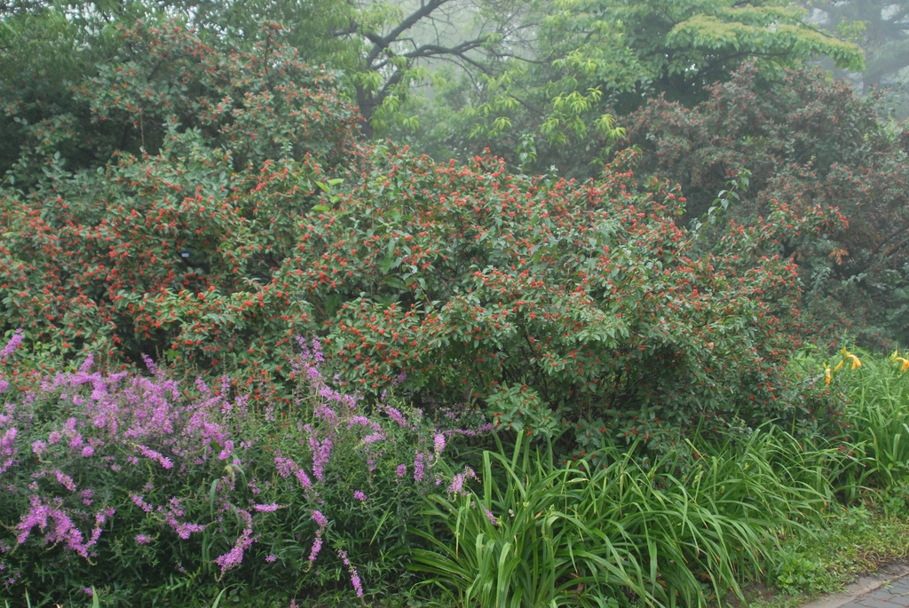 Large shrub in a garden border with hundreds of red berries.