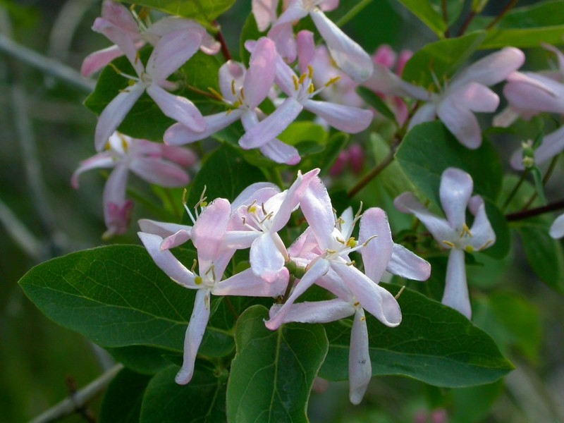Pink tubular flowers with deep corolla lobes.