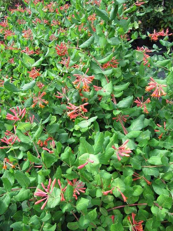 Vine with clusters of bright red tubular flowers.