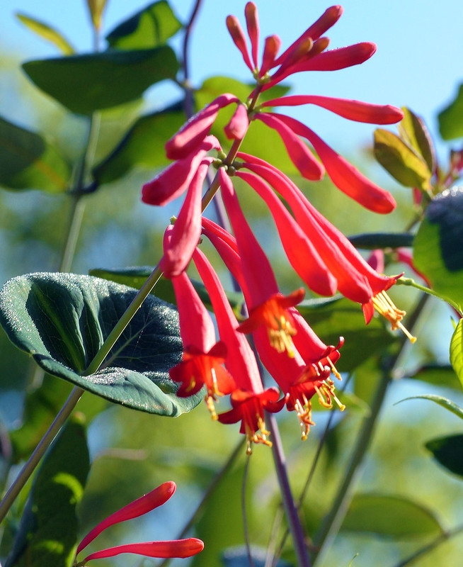 Cluster of bright red tubular flowers.
