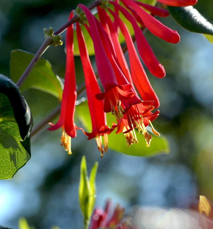 Cluster of bright red tubular flowers.