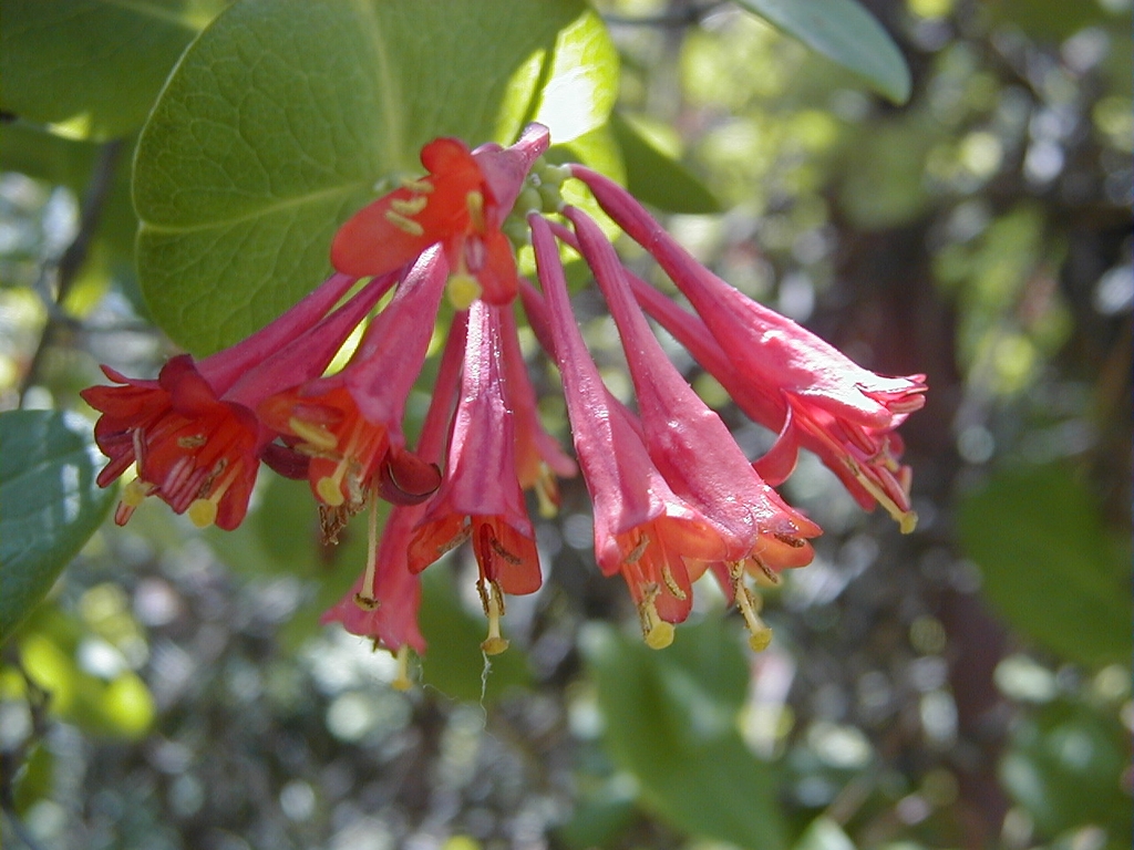 Red trumpet shaped flowers in May in Madrid, Spain
