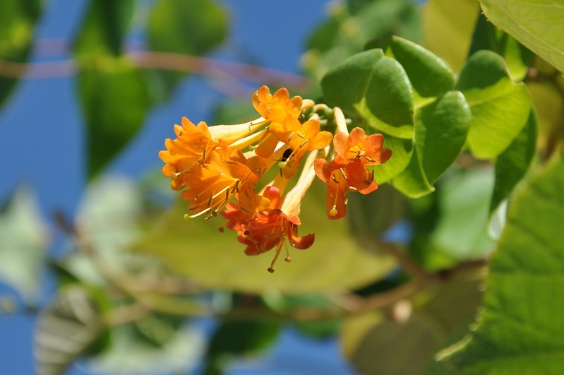 Clusters of orange tubular flowers.
