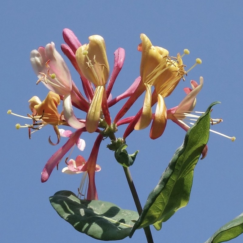 Cluster of pink and yellow funnel-shaped flowers.