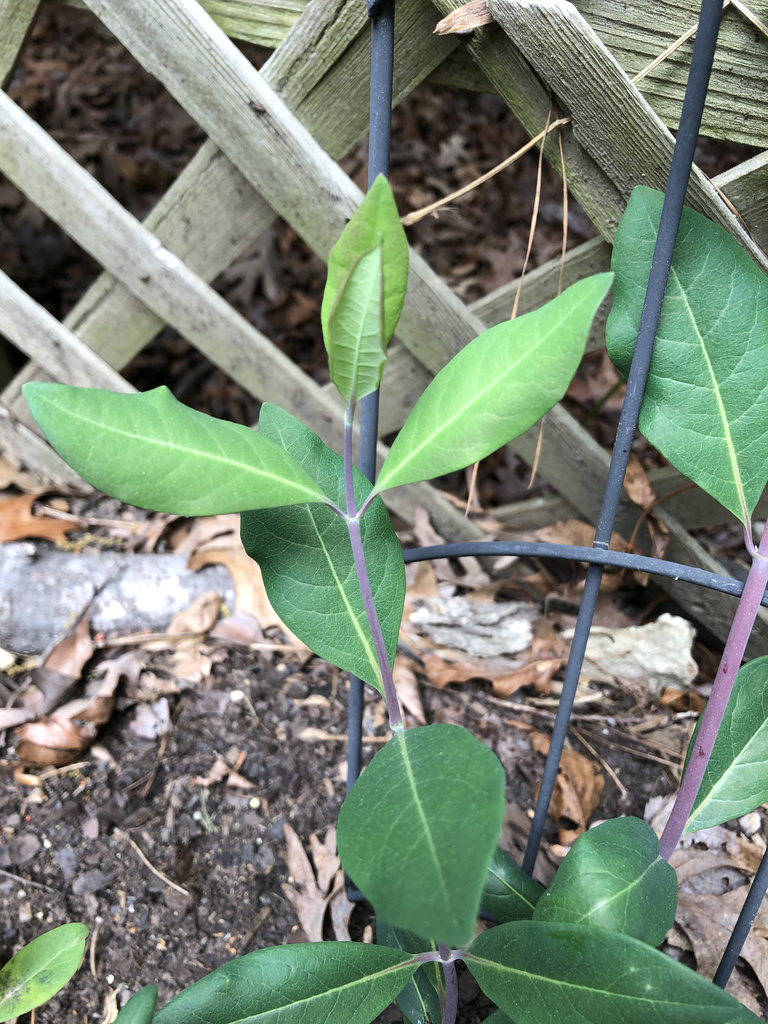 Shoots with opposite, elliptical leaves. Stems reddish.
