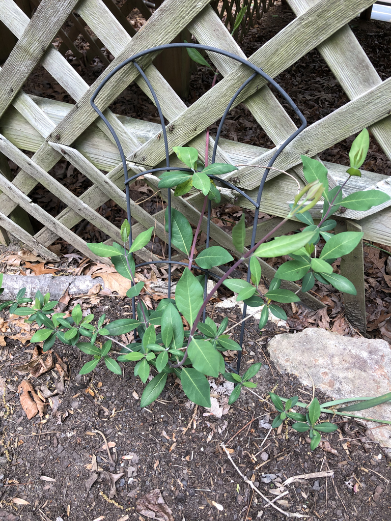 Young vine at base of trellis. Reddish stems & opposite leaves.