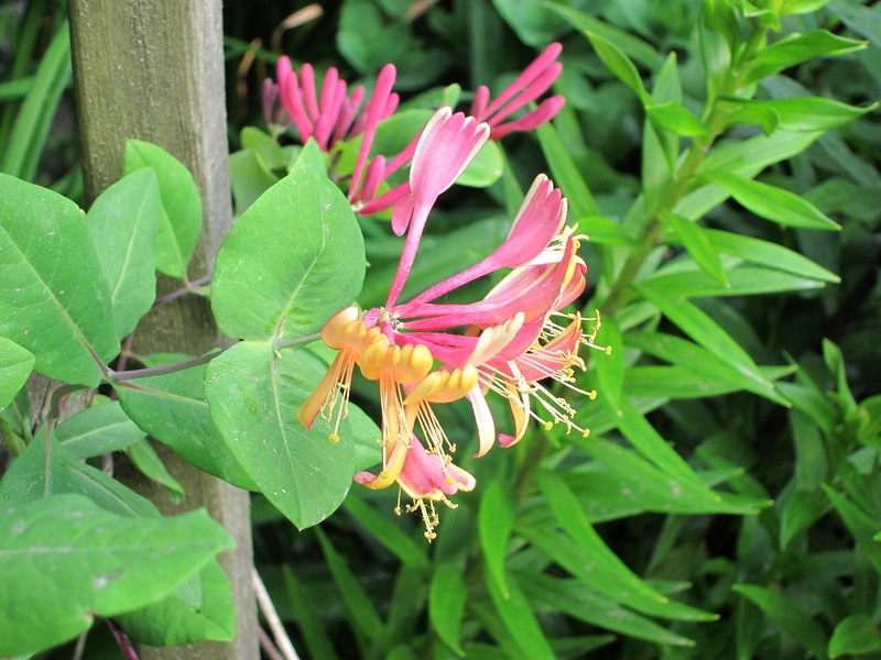 Cluster of pink and yellow funnel-shaped flowers.