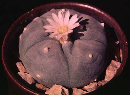Lophophora williamsii