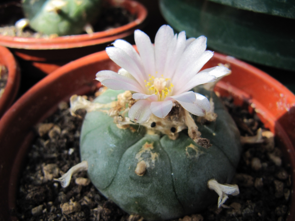 Lophophora Williamsii
