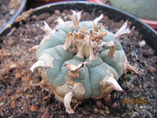 Lophophora Williamsii