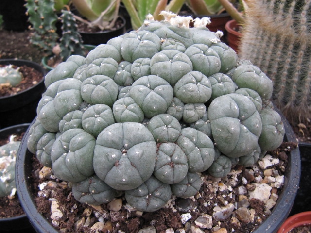 Lophophora Williamsii