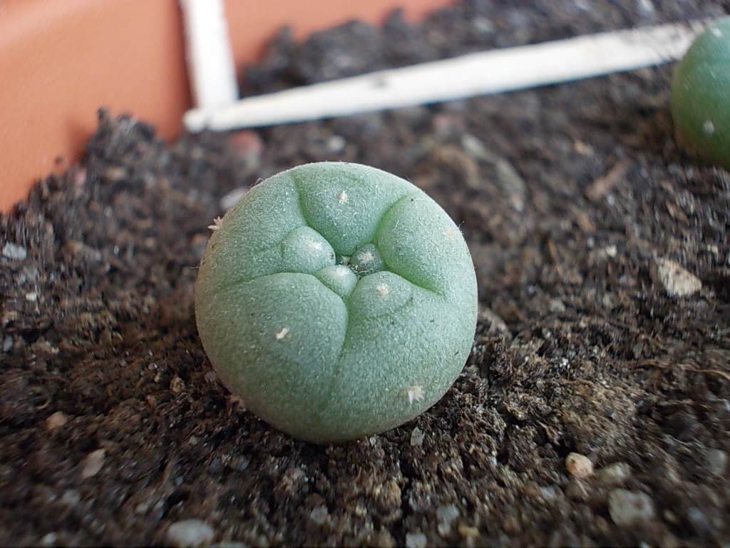 Lophophora Williamsii