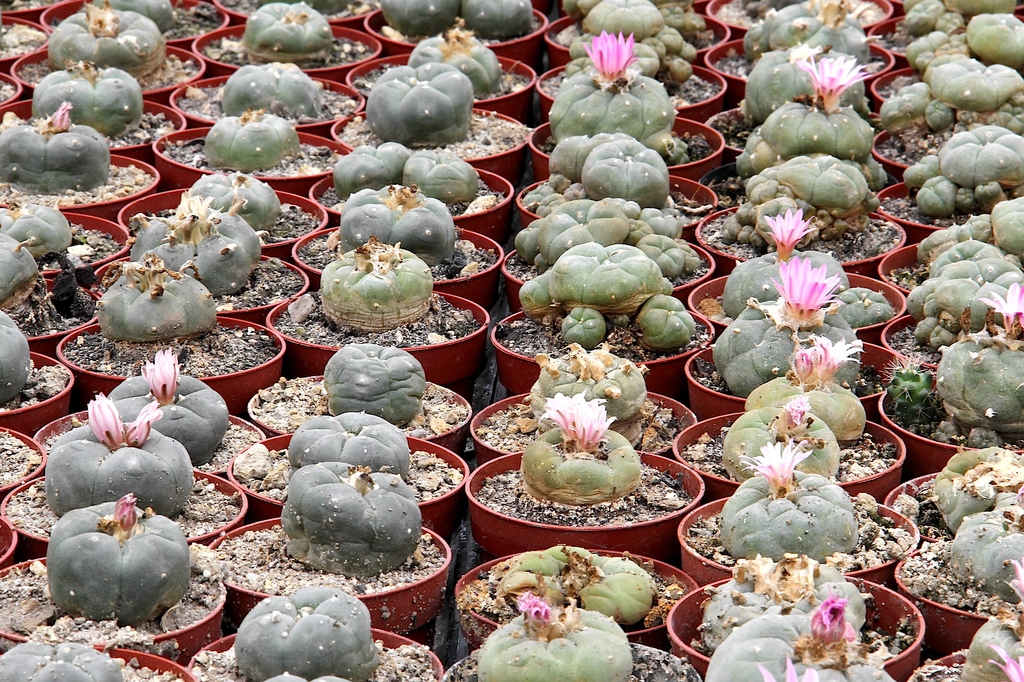 Lophophora Williamsii