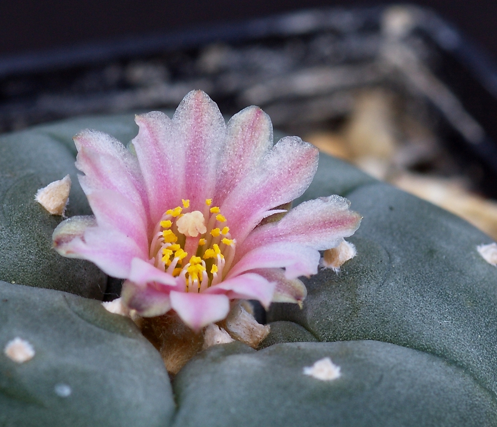 Lophophora Williamsii