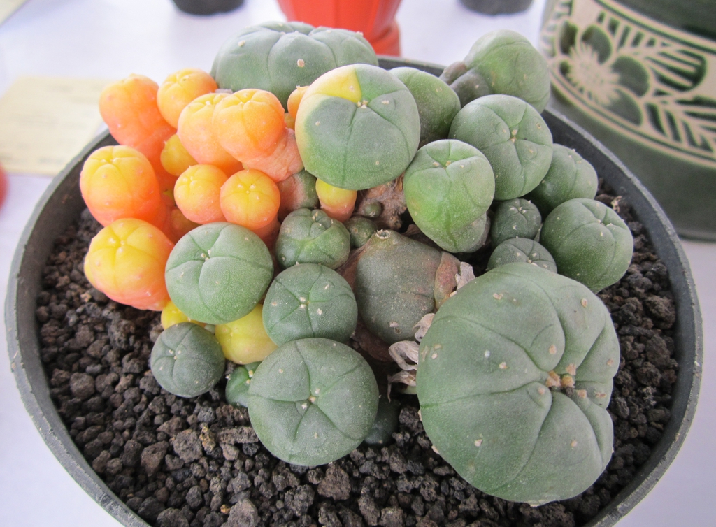 Lophophora Williamsii