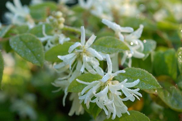 Leafy shoots with flowers with white, strappy petals.