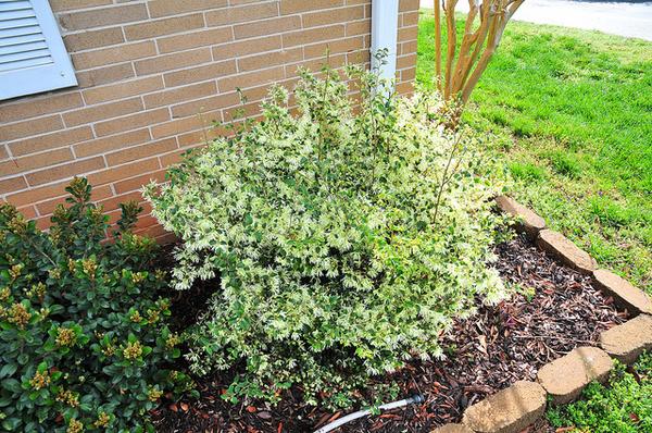 Small shrub with many white flowers; at corner of a house.