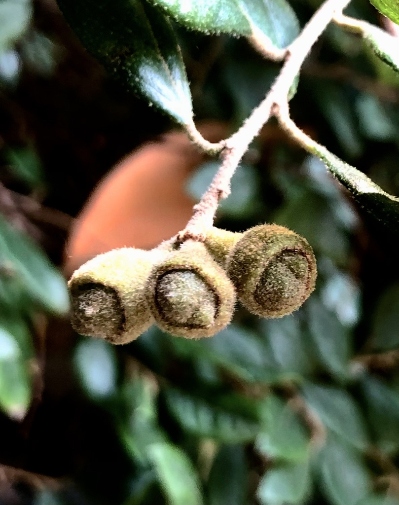 Leafy shoot with green, unripe, rounded capsules.