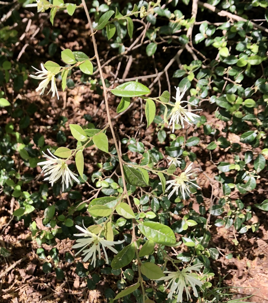 Leafy shoots with dozens of flowers with white, strappy petals.