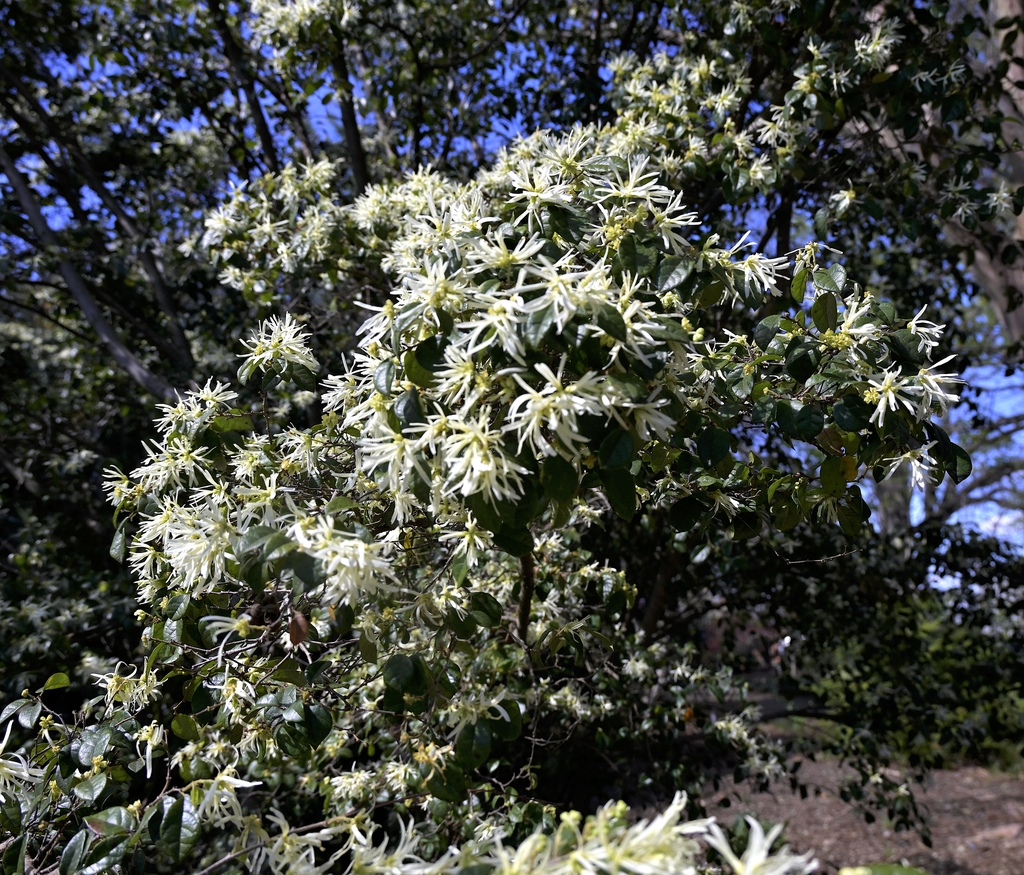 Dense, evergreen shrub with spidery white blossoms.