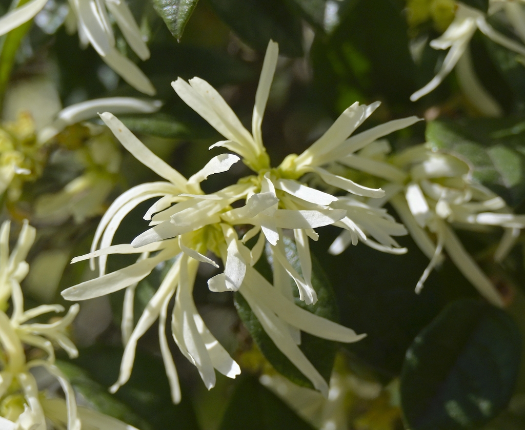 Flower up close with strap like petals