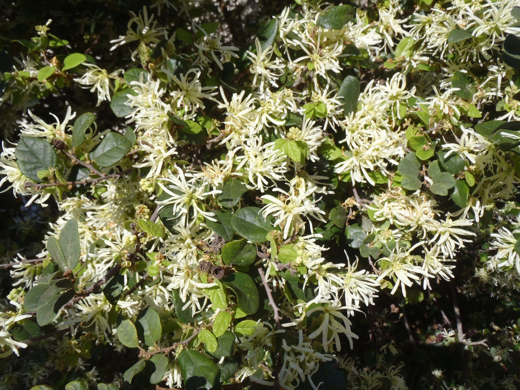 Leafy shoots with dozens of flowers with white, strappy petals.