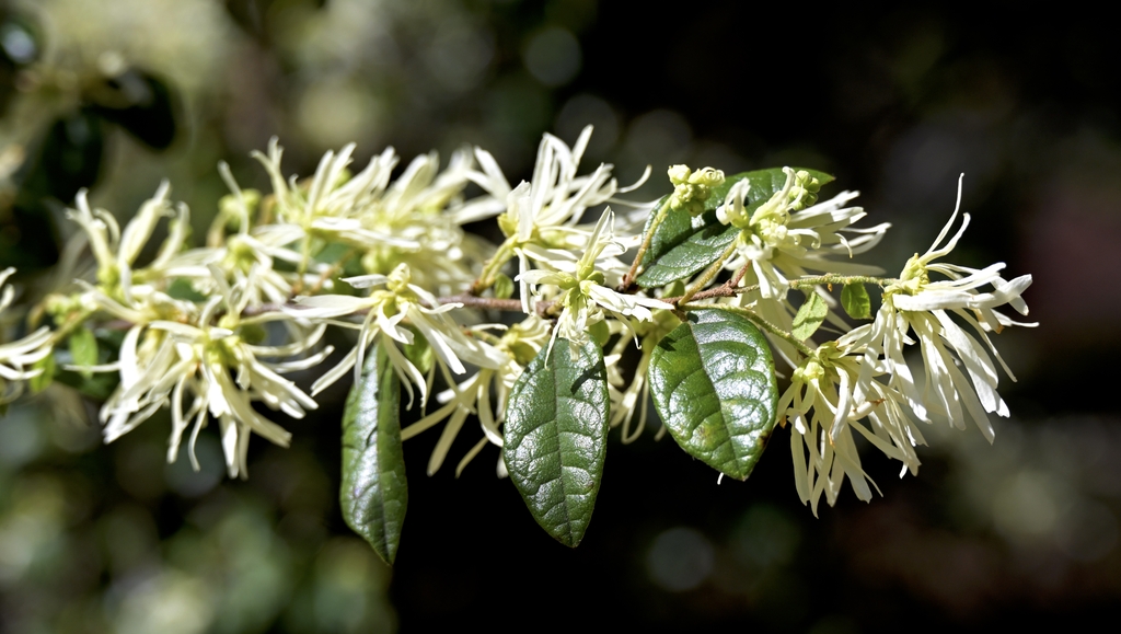 Leafy shoot with white flowers with strap-like petals.