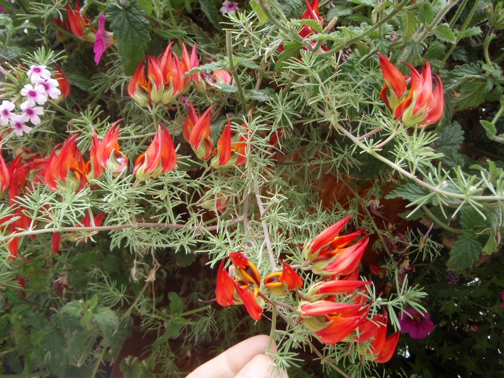 Lotus bertheloti