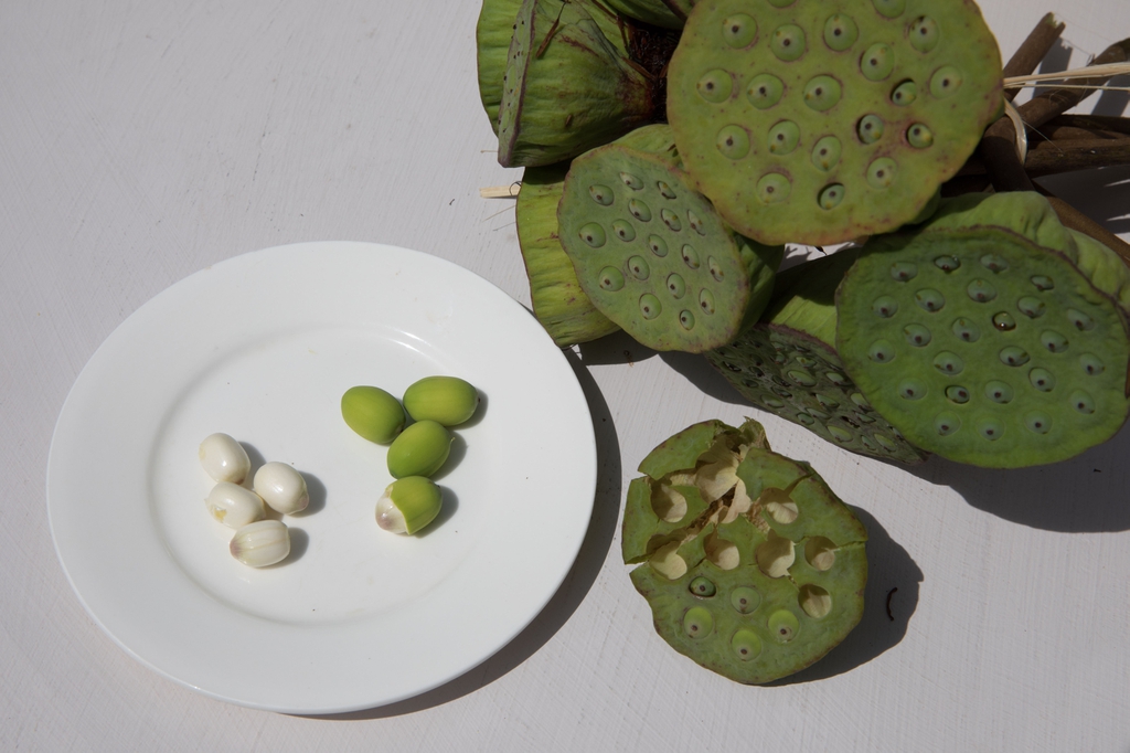 Lotus_fruit_seeds