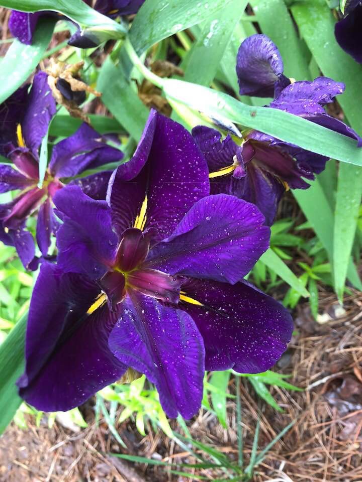 Iris hexagona