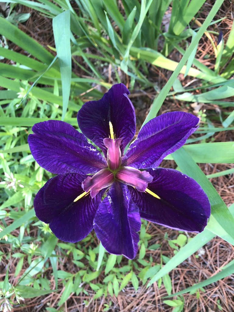 Iris hexagona