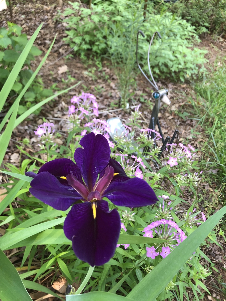 Iris hexagona